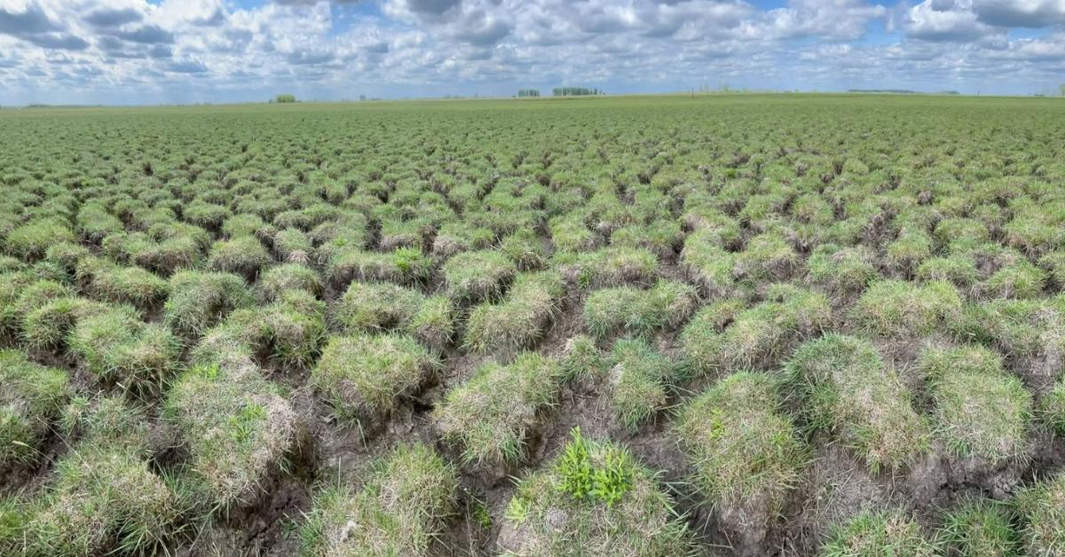Már nemcsak a termés van veszélyben, az erdők is pusztulnak Már nemcsak a termés van veszélyben, az erdők is pusztulnak