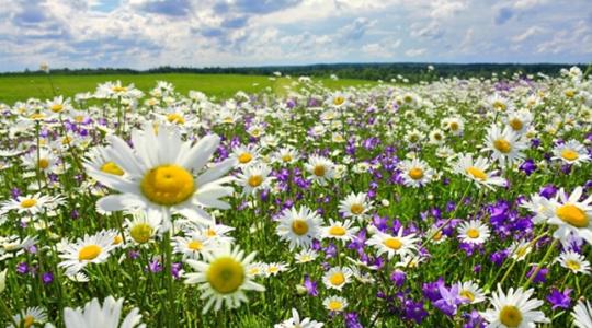 Már enyhe felmelegedés is rontja a nektár minőségét, és ez komoly problémát jelent