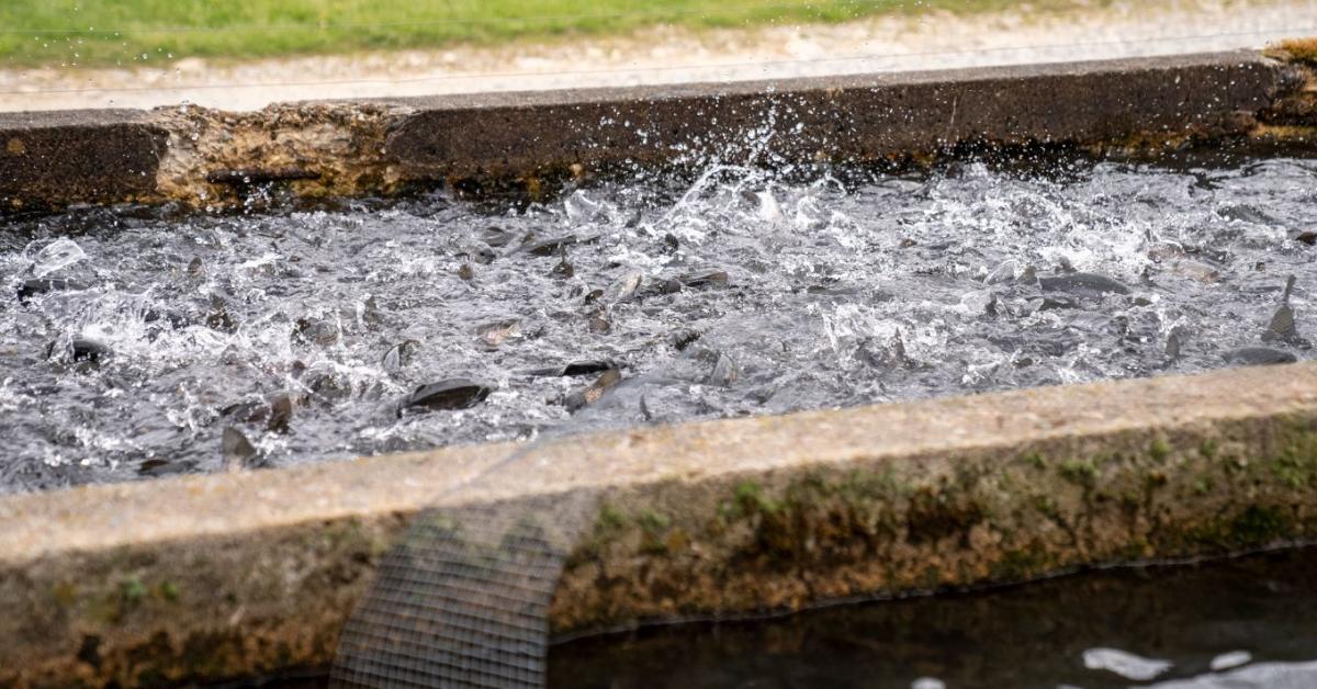 Új főigazgató a MOHOSZ élén – ezek a tervei! Új főigazgató a MOHOSZ élén – ezek a tervei!