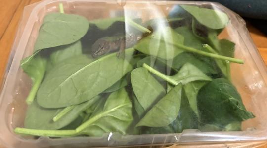 Óvatosan az importzöldséggel: olasz fali gyík lapult a szállítmányban Óvatosan az importzöldséggel: olasz fali gyík lapult a szállítmányban