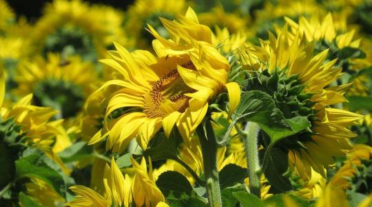 A termésszint kulcsa a talajban van