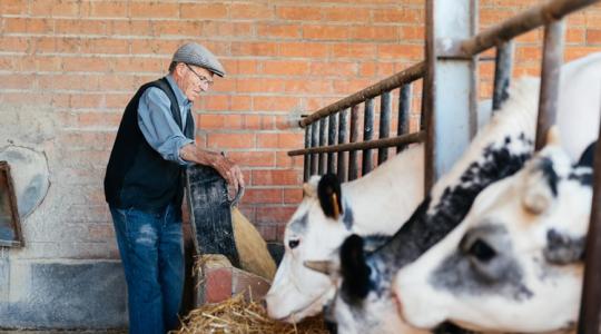 Jön az állattenyésztési adó: komoly terhet rakott Dánia a gazdákra