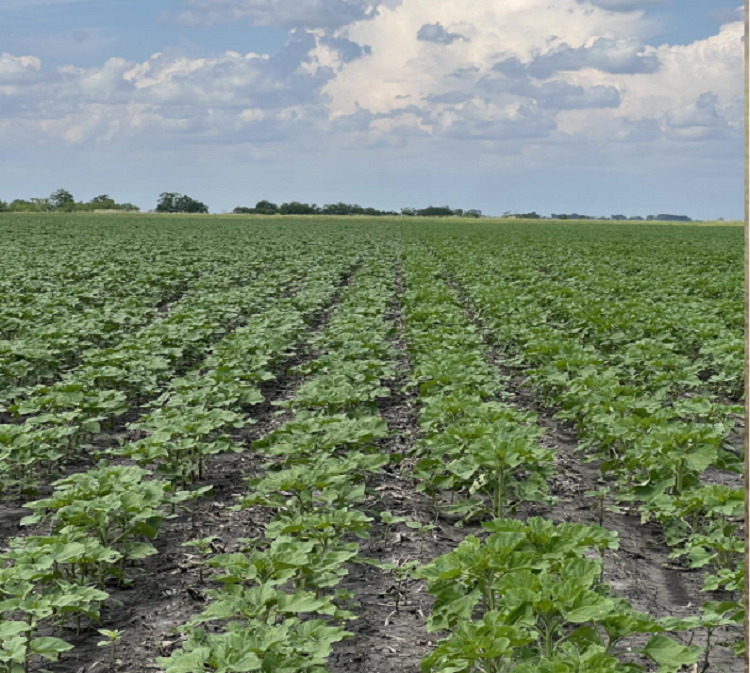 napraforgó napraforgó