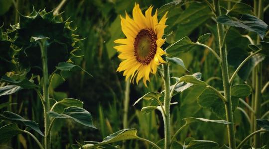 Biológiai válasz a napraforgó-termesztés kihívásaira