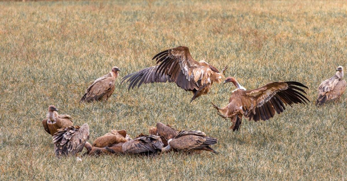 Hihetetlen horror: a keselyűk a haszonállatokat támadják Spanyolországban