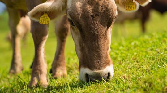 Kezdhetünk félni: a legelőterületek fele eltűnőben van