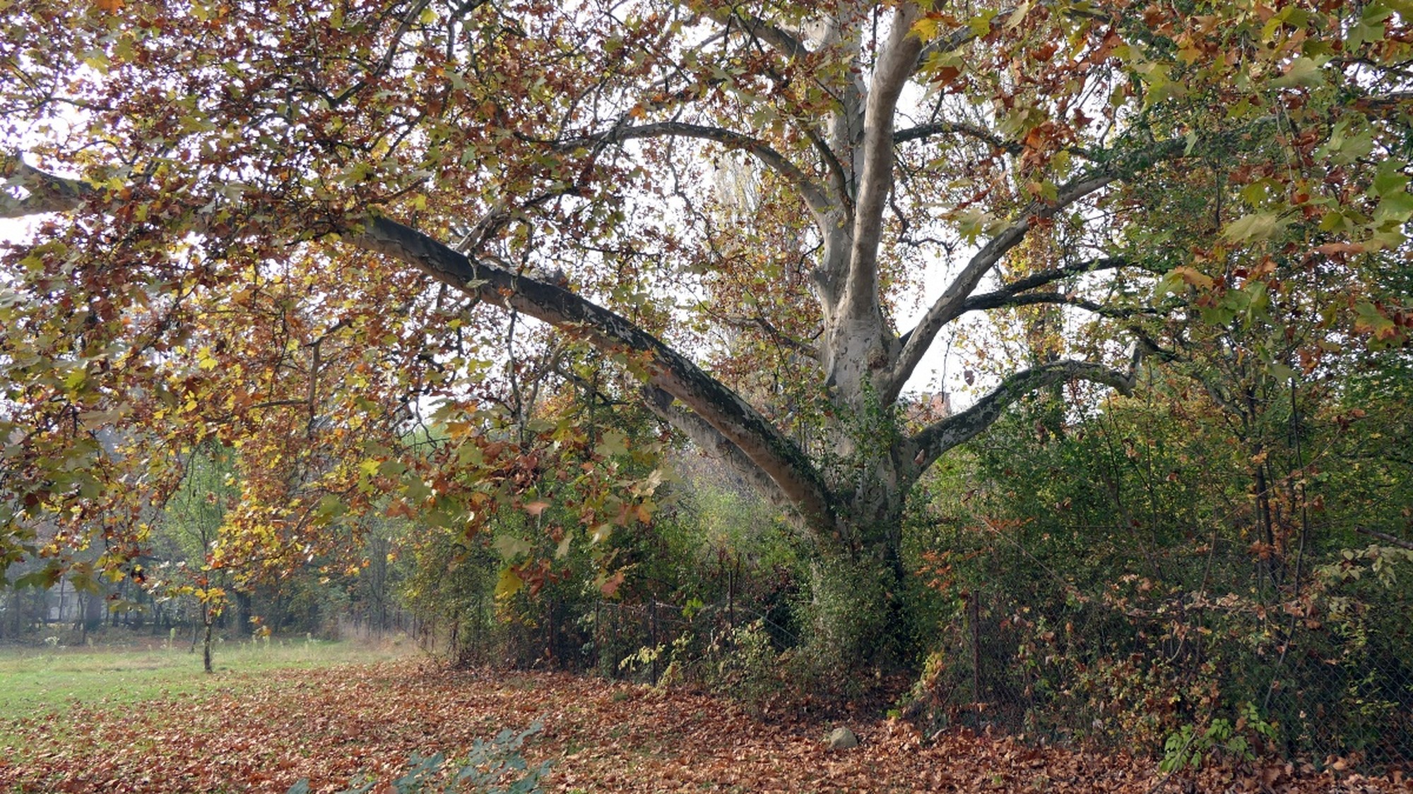 Európa legkülönlegesebb fáját keresik: egy békéscsabai platánért is szoríthatunk!