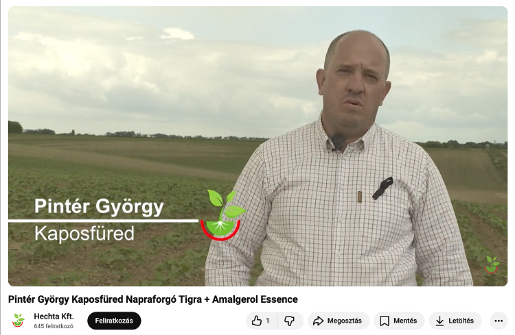 napraforgó napraforgó