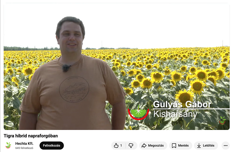 napraforgó napraforgó