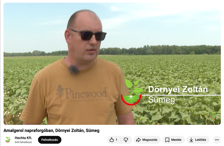 napraforgó napraforgó