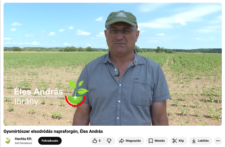 napraforgó napraforgó