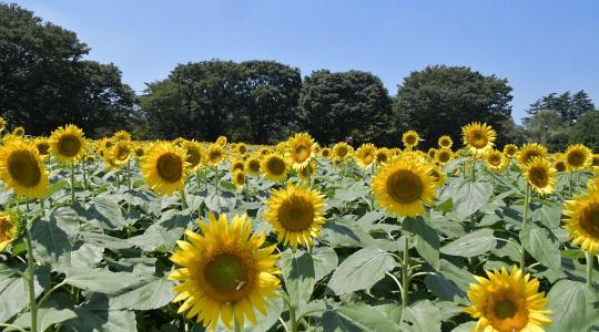 Drótféreg és gombabetegségek: kettős kihívás a napraforgóban