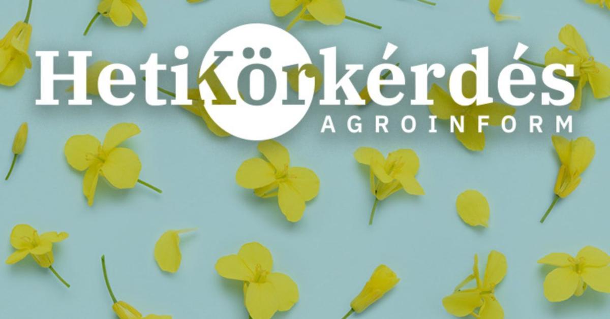 Mi a nagy termőképességű repcék titka? – Heti Körkérdés Mi a nagy termőképességű repcék titka? – Heti Körkérdés