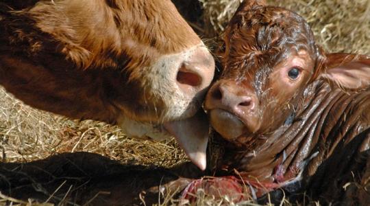 Befagyott itatók, jéghideg talaj: kegyetlen tél várta az újszülött borjakat Befagyott itatók, jéghideg talaj: kegyetlen tél várta az újszülött borjakat