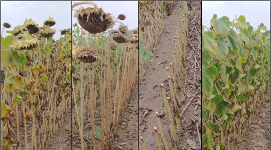 Aszály, talajélet és kényszerérés: mi áll a napraforgó hirtelen pusztulása mögött? Aszály, talajélet és kényszerérés: mi áll a napraforgó hirtelen pusztulása mögött?