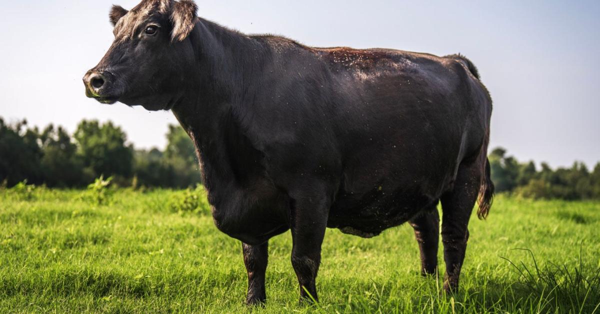 Megugrott a marhaexport és az árak: ezért lehet erős éve az ágazatnak