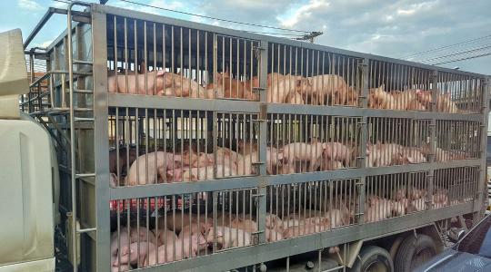 Sertésszállító kamion borult fel a 66-os főúton