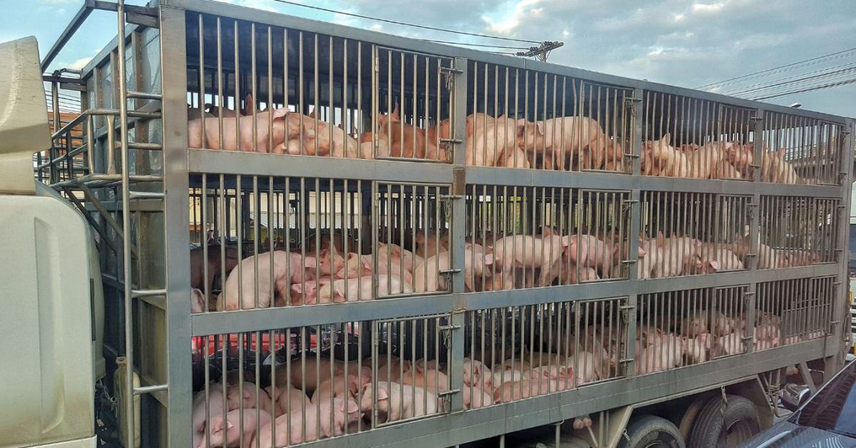 Sertésszállító kamion borult fel a 66-os főúton
