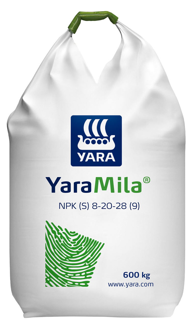 napraforgó napraforgó