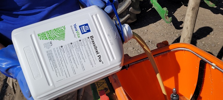 napraforgó napraforgó