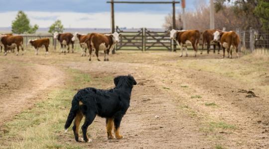 Elszabadult kutyák vs. dühös állattartók Elszabadult kutyák vs. dühös állattartók