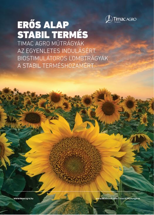 napraforgó napraforgó