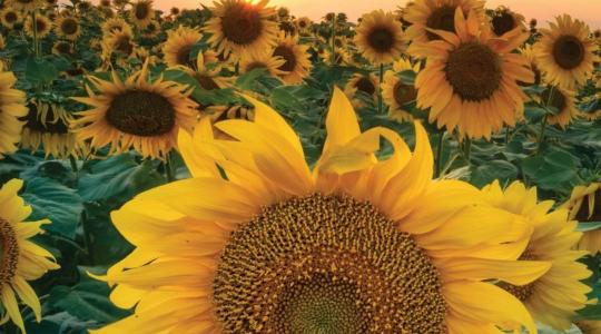 Vízhiányban is versenyképesen – a napraforgó alkalmazkodóképessége