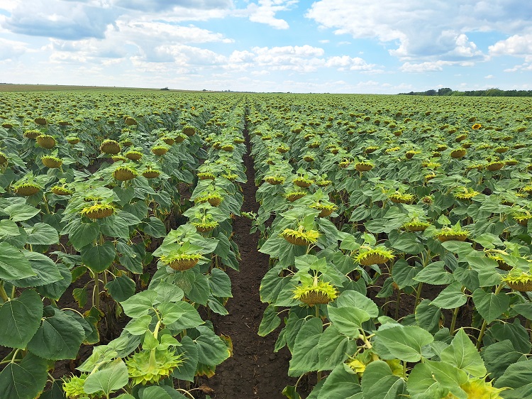 gyomirtás gyomirtás