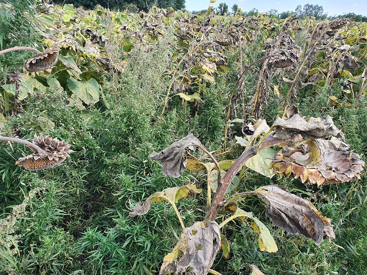 gyomirtás gyomirtás