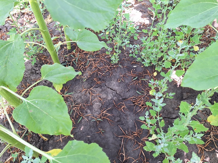 gyomirtás gyomirtás