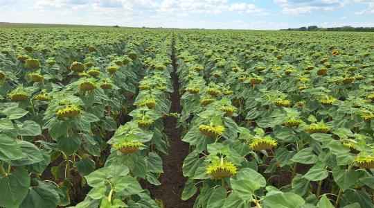 Új gyomok, régi problémák – változó gyomflóra napraforgóban