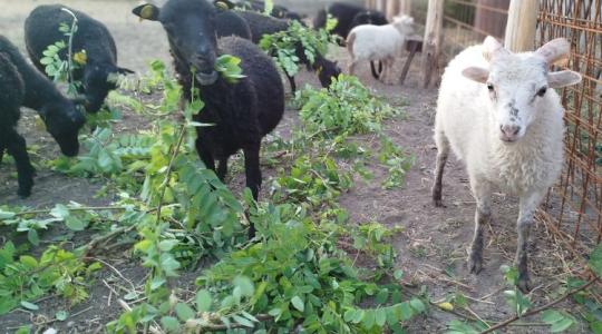 Ouessant juh: a világ legkisebb birkája a tanyán Ouessant juh: a világ legkisebb birkája a tanyán