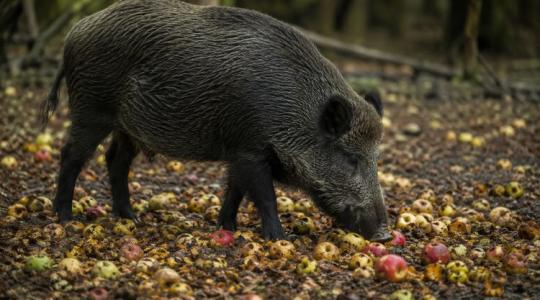 Őshonos vadgyümölcsfák: természetes megoldás a vadkár ellen Őshonos vadgyümölcsfák: természetes megoldás a vadkár ellen