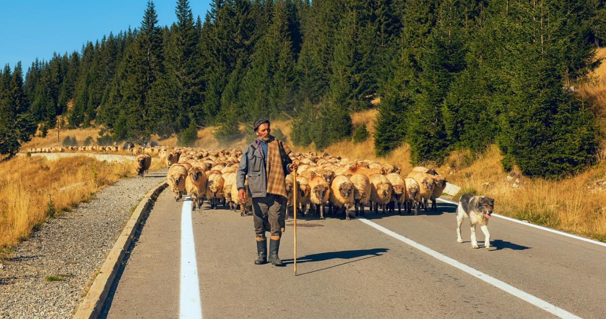 Nő a nyomás a határainkon: a kiskérődzők pestise kopogtat
