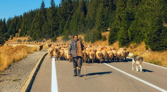 Nő a nyomás a határainkon: a kiskérődzők pestise kopogtat Nő a nyomás a határainkon: a kiskérődzők pestise kopogtat
