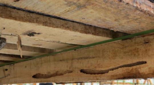 Invazív fajok a raklapokban? Kiemelt vizsgálatot rendel el a Nébih