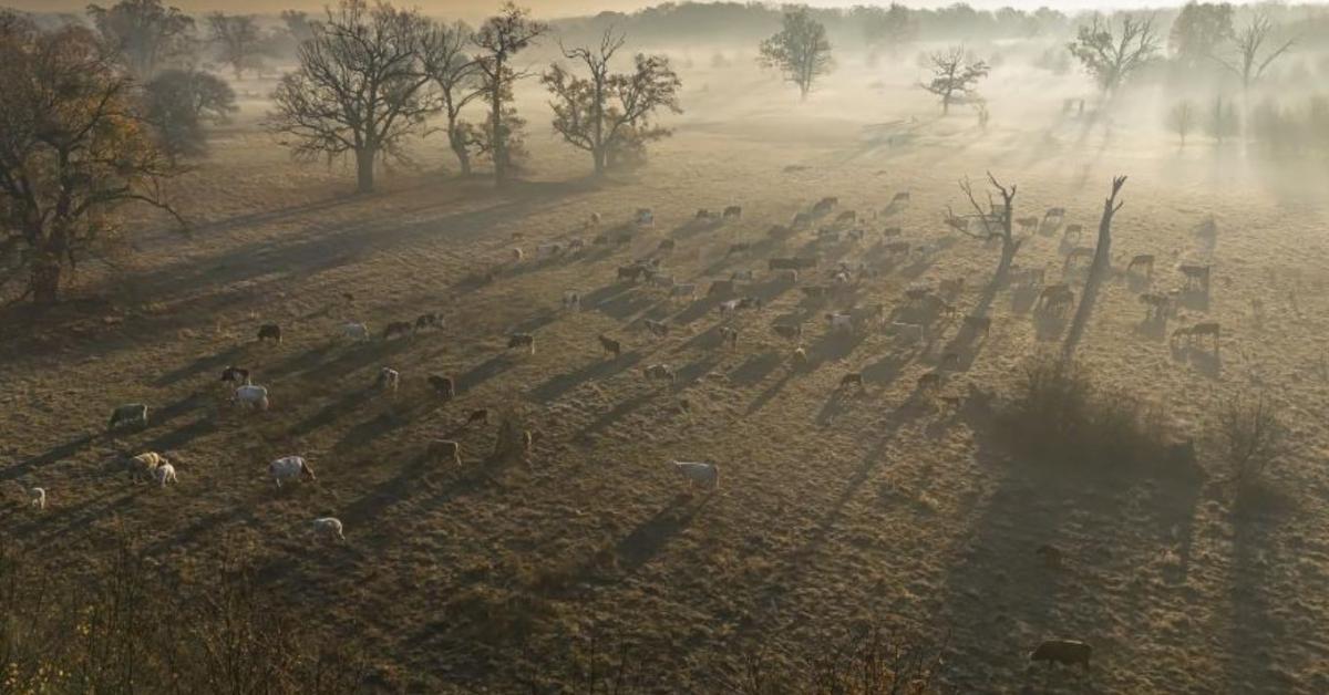 Ez lett 2026 élőhelye – a fáslegelő titka