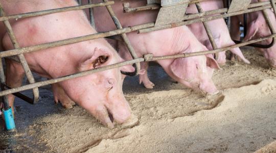 Olcsó hús: a fogyasztók örülhetnek, de a tenyésztők lassan belerokkannak Olcsó hús: a fogyasztók örülhetnek, de a tenyésztők lassan belerokkannak