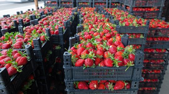 Lajosmizsei epernek hitték, de import volt: 2,7 tonnát kellett megsemmisíteni Lajosmizsei epernek hitték, de import volt: 2,7 tonnát kellett megsemmisíteni