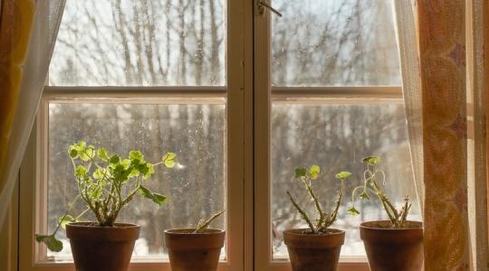 Vigyázz! Baj lehet a muskátliddal, ha most hibázol!