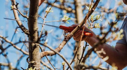 Ezt ne rontsd el! Ezekre figyelj a körtefa metszésénél, hogy bőséges termést hozzon! Ezt ne rontsd el! Ezekre figyelj a körtefa metszésénél, hogy bőséges termést hozzon!