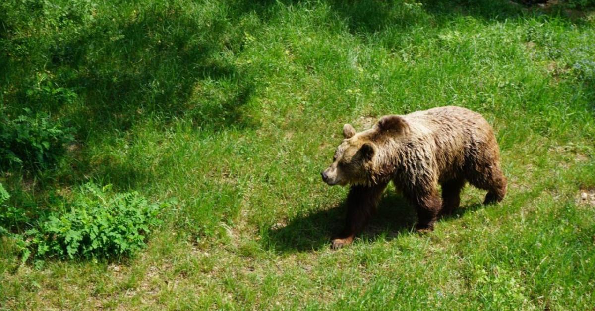 Fellépés a vadkárok és emberi tragédiák ellen: tizenkét uniós ország csökkentené a barnamedve védettségét