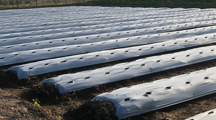 A lebomló fóliának ugyanúgy lesznek előnyei és hátrányai, mint a lebomló bevásárlószatyroknak