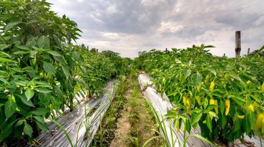 Paprika virágelrúgás okai nyáron: hogyan segíthetsz a növénynek a hősokk idején
