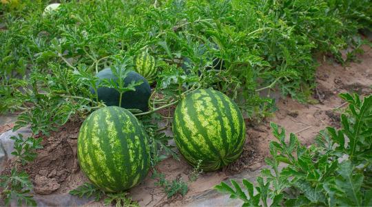 Görögdinnye betakarítási ideje: honnan tudhatod biztosan, hogy érett a dinnye a földön