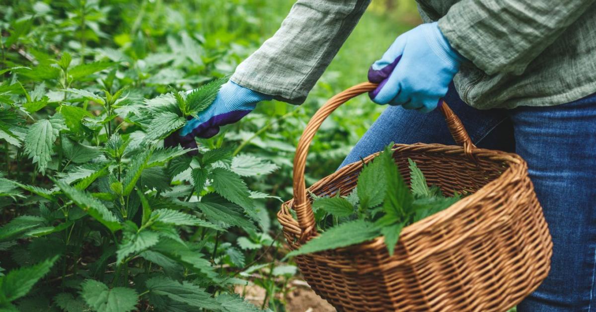 Csalánlé és fekete nadálytő lé erjesztése: ingyen bio-tápoldat júliusi zöldségekhez