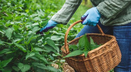Csalánlé és fekete nadálytő lé erjesztése: ingyen bio-tápoldat júliusi zöldségekhez Csalánlé és fekete nadálytő lé erjesztése: ingyen bio-tápoldat júliusi zöldségekhez
