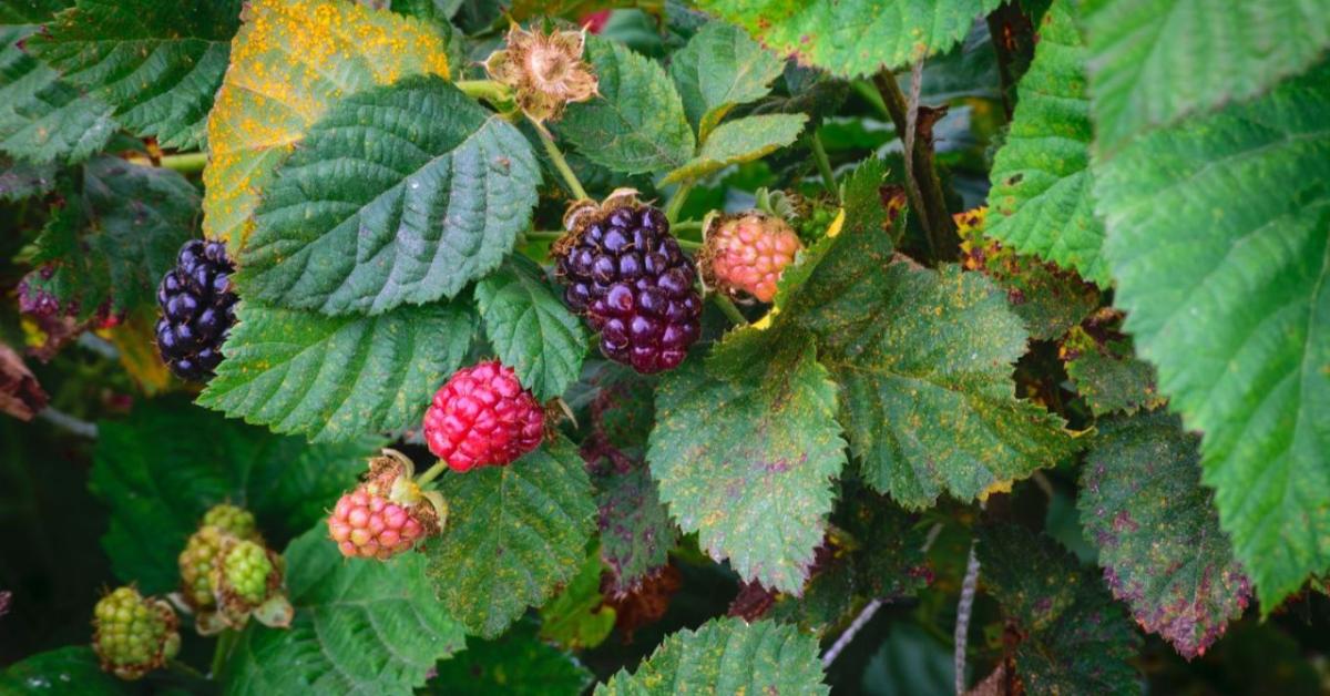 Szeder nyári metszése: a letermett vesszők eltávolításának menete