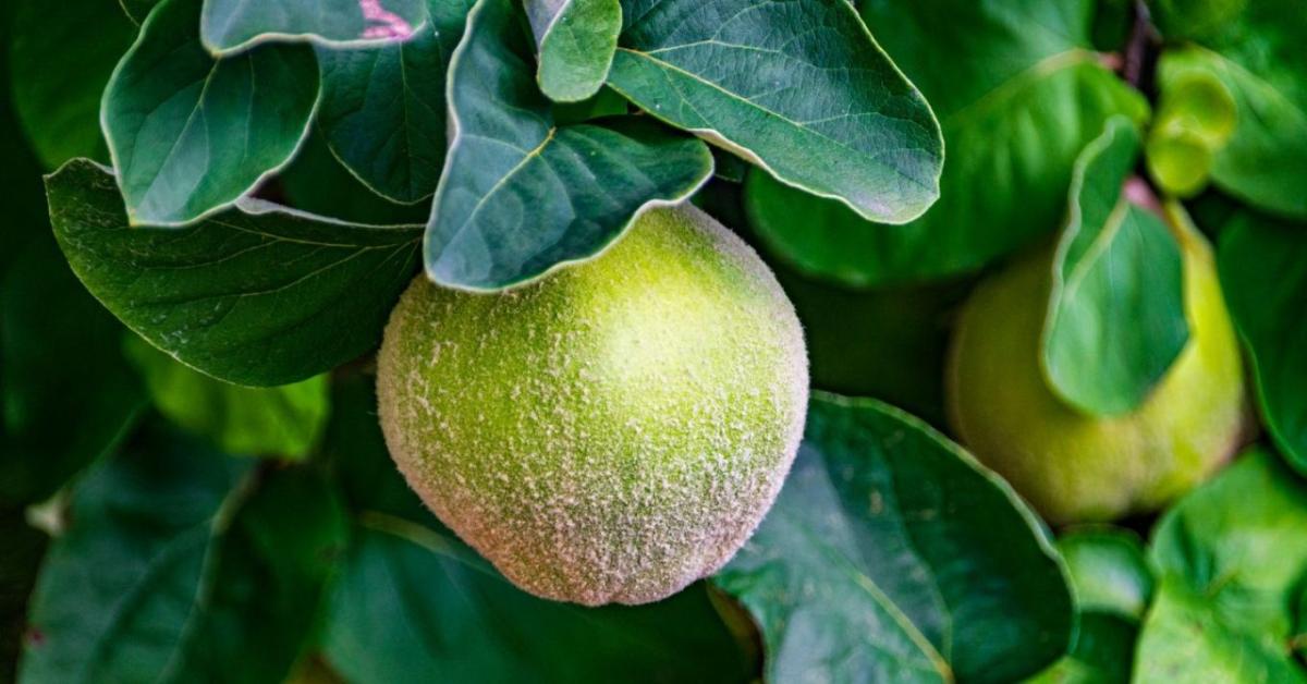 Birsalma molyosodás elleni védelme júliusi permetezéssel