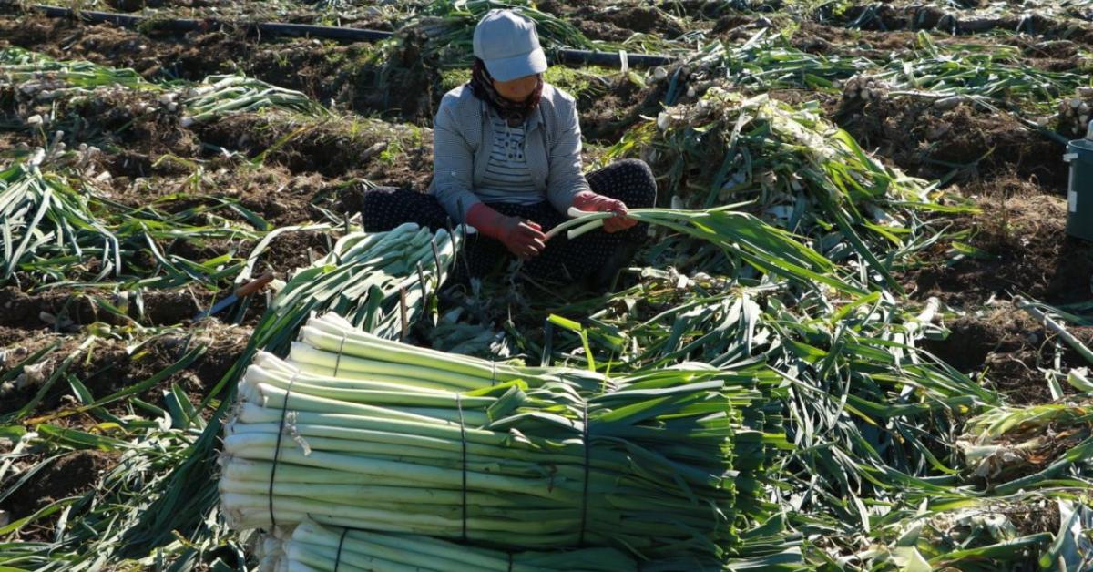 Póréhagyma felkupacolása nyáron a hosszú fehér szár eléréséért Póréhagyma felkupacolása nyáron a hosszú fehér szár eléréséért